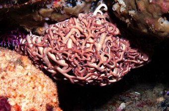 Basket Star coiled up